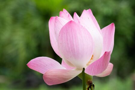 Lotus is a flower that symbolizes happiness and peace of Buddhists.の写真素材