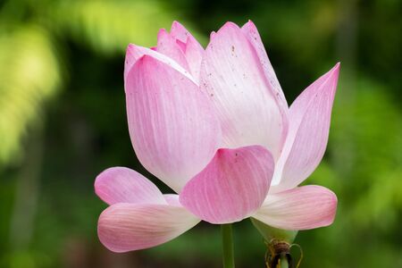 Lotus is a flower that symbolizes happiness and peace of Buddhists.の写真素材