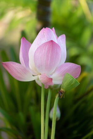 Lotus is a flower that symbolizes happiness and peace of Buddhists.の写真素材