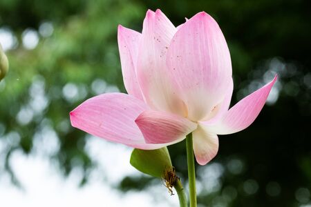 Lotus is a flower that symbolizes happiness and peace of Buddhists.の写真素材