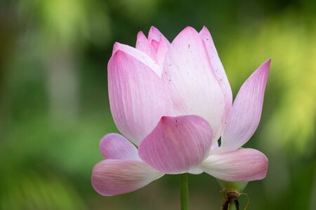 Lotus is a flower that symbolizes happiness and peace of Buddhists.の写真素材