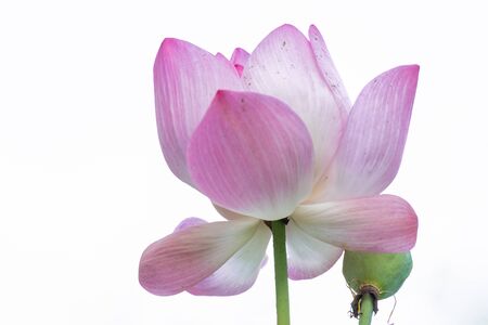Lotus is a flower that symbolizes happiness and peace of Buddhists.の写真素材