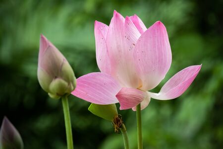 Lotus is a flower that symbolizes happiness and peace of Buddhists.の写真素材