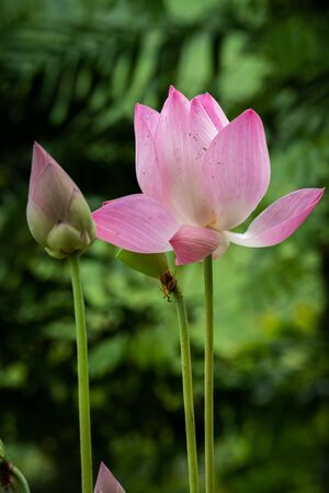 Lotus is a flower that symbolizes happiness and peace of Buddhists.の写真素材