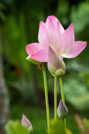 Lotus is a flower that symbolizes happiness and peace of Buddhists.の写真素材