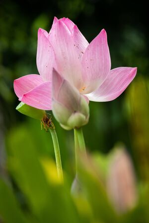 Lotus is a flower that symbolizes happiness and peace of Buddhists.の写真素材