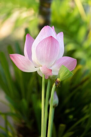 Lotus is a flower that symbolizes happiness and peace of Buddhists.の写真素材