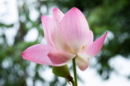 Lotus is a flower that symbolizes happiness and peace of Buddhists.の写真素材