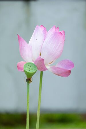 Lotus is a flower that symbolizes happiness and peace of Buddhists.の写真素材