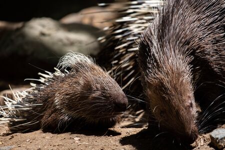 The different actions of the malayan porcupine during the dayの写真素材