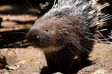 The different actions of the malayan porcupine during the dayの写真素材