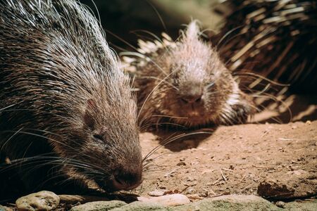 The different actions of the malayan porcupine during the dayの写真素材