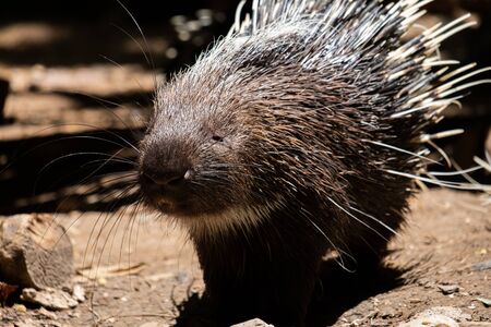The different actions of the malayan porcupine during the dayの写真素材