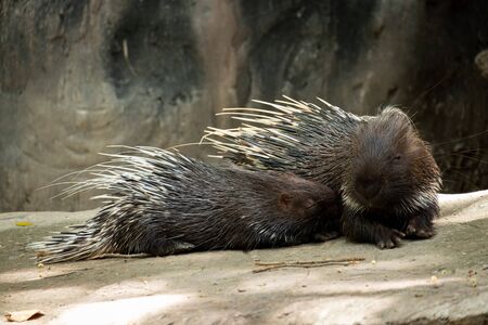 The different actions of the malayan porcupine during the day