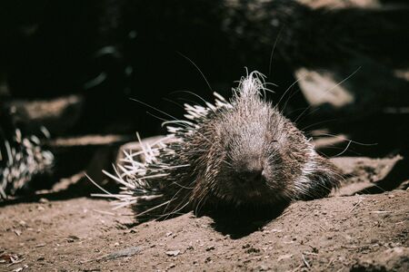 The different actions of the malayan porcupine during the dayの写真素材