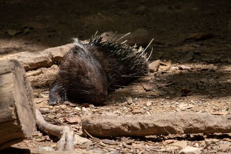 The different actions of the malayan porcupine during the dayの写真素材