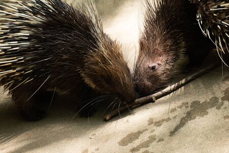 The different actions of the malayan porcupine during the dayの写真素材