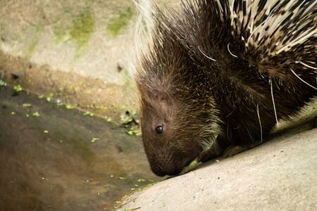 The different actions of the malayan porcupine during the dayの写真素材