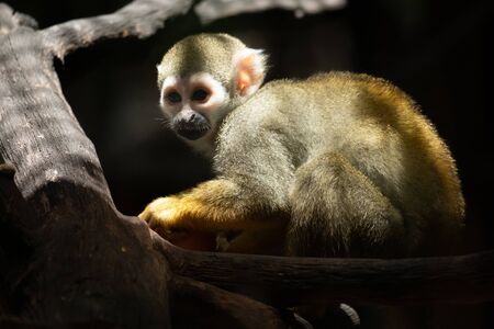 Squirrel monkeys find food and sunbathe on the morning of the day.の写真素材