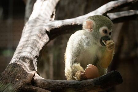 Squirrel monkeys find food and sunbathe on the morning of the day.の写真素材