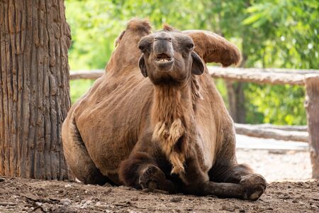 The Bactrian camel is the largest mammal in its native range and is the largest living camel.の写真素材