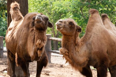 The Bactrian camel is the largest mammal in its native range and is the largest living camel.の写真素材