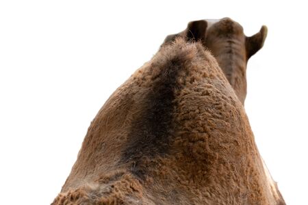 Arabian camels, also known as dromedaries, have only one hump, but they employ it to great effect.の写真素材