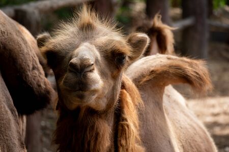 The Bactrian camel is the largest mammal in its native range and is the largest living camel.の写真素材