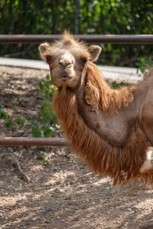 The Bactrian camel is the largest mammal in its native range and is the largest living camel.の写真素材