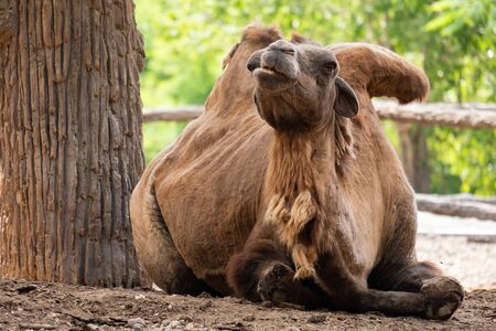 The Bactrian camel is the largest mammal in its native range and is the largest living camel.の写真素材
