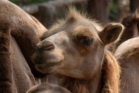 The Bactrian camel is the largest mammal in its native range and is the largest living camel.の写真素材