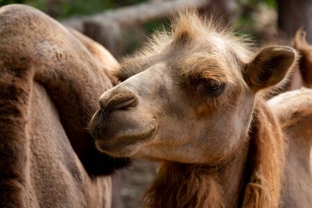 The Bactrian camel is the largest mammal in its native range and is the largest living camel.の写真素材