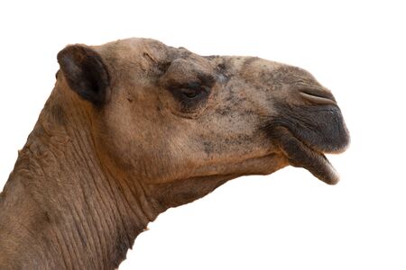Arabian camels, also known as dromedaries, have only one hump, but they employ it to great effect.の写真素材