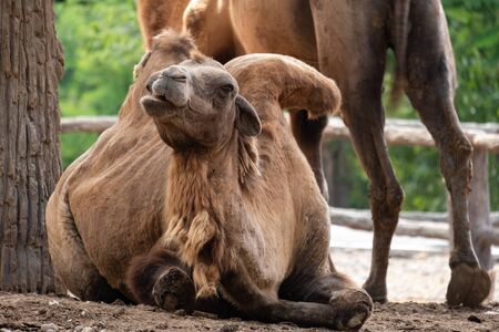 The Bactrian camel is the largest mammal in its native range and is the largest living camel.の写真素材