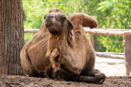 The Bactrian camel is the largest mammal in its native range and is the largest living camel.の写真素材