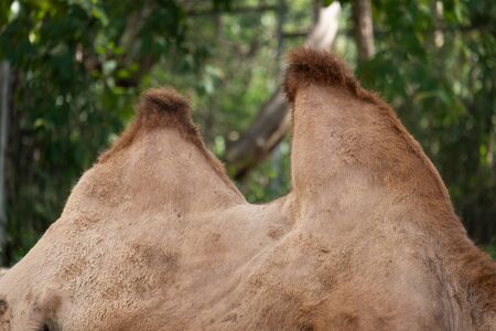 The Bactrian camel is the largest mammal in its native range and is the largest living camel.の写真素材