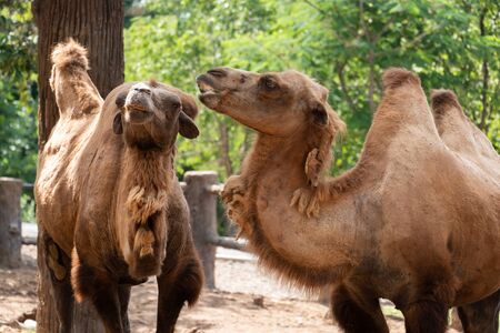 The Bactrian camel is the largest mammal in its native range and is the largest living camel.の写真素材