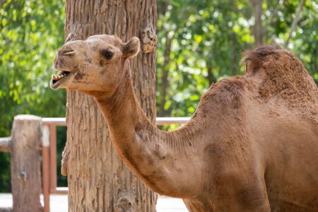 Arabian camels, also known as dromedaries, have only one hump, but they employ it to great effect.の写真素材