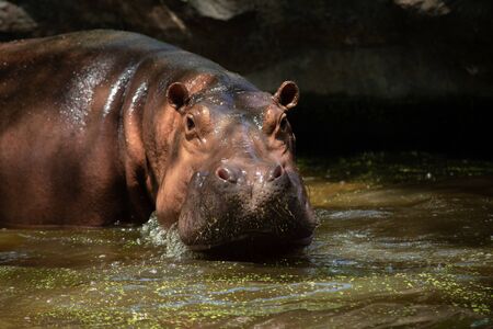 The different actions of the hippopotamus during the day.の写真素材