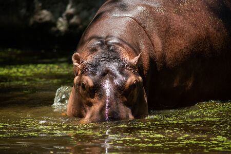 The different actions of the hippopotamus during the day.の写真素材