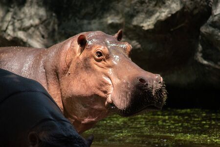 The different actions of the hippopotamus during the day.の写真素材