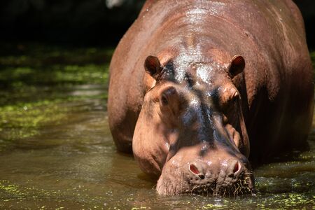 The different actions of the hippopotamus during the day.の写真素材