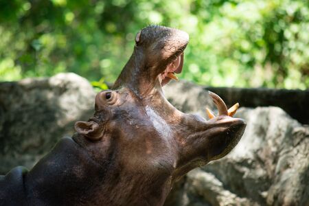 The different actions of the hippopotamus during the day.の写真素材