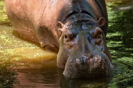 The different actions of the hippopotamus during the day.の写真素材
