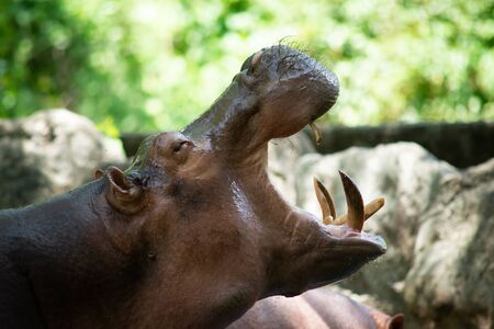 The different actions of the hippopotamus during the day.の写真素材