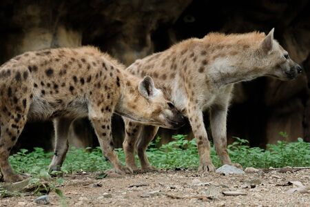 The hyena is Africaâs most common large carnivore.の写真素材