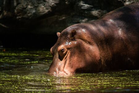 The different actions of the hippopotamus during the day.の写真素材