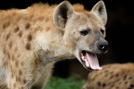 The hyena is Africaâs most common large carnivore.の写真素材
