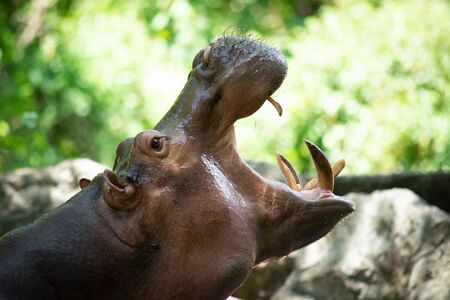 The different actions of the hippopotamus during the day.の写真素材