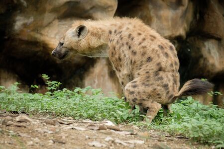 The hyena is Africaâs most common large carnivore.の写真素材